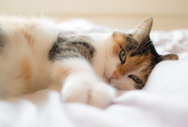猫咪图片4